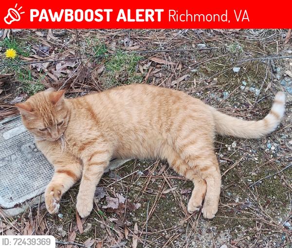 Lost Male Cat last seen Corner of Labrook Dr, Richmond, VA 23225