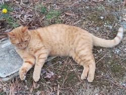 Lost Male Cat last seen Corner of Labrook Dr, Richmond, VA 23225