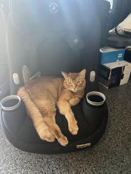 Lost Male Cat last seen Echo Pass Rd & Sycamore Glen Dr, Trabuco Canyon, CA 92679