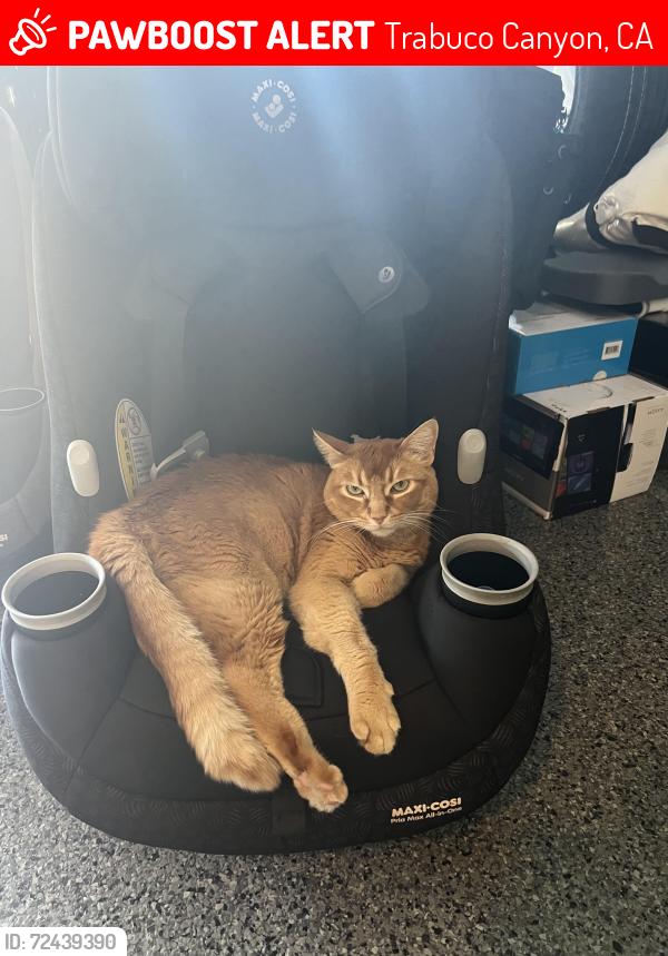 Lost Male Cat last seen Echo Pass Rd & Sycamore Glen Dr, Trabuco Canyon, CA 92679