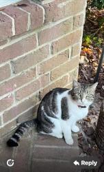 Lost Female Cat last seen Westpark @ hwy 6, Houston, TX 77082