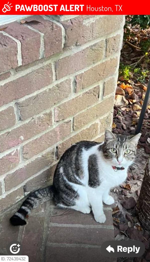 Lost Female Cat last seen Westpark @ hwy 6, Houston, TX 77082