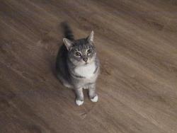 Lost Female Cat last seen Powhatan Rd, Apple Valley, CA 92308