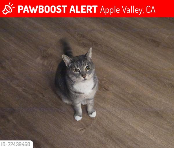 Lost Female Cat last seen Powhatan Rd, Apple Valley, CA 92308