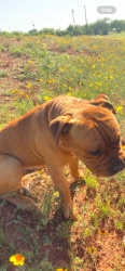 Lost Male Dog last seen Near g, hickory, north treadaway, I20, Abilene, TX 79601