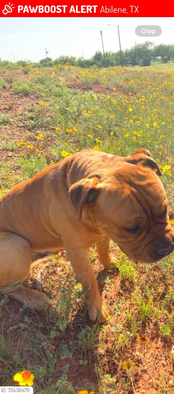 Lost Male Dog last seen Near g, hickory, north treadaway, I20, Abilene, TX 79601