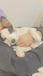 Lost Female Dog last seen Val vista & quil run, Pinal County, AZ 85139