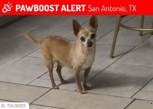 Lost Male Dog last seen W Petaluma and Commercial, San Antonio, TX 78221