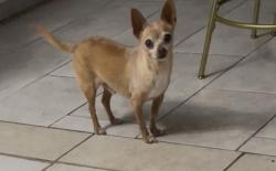 Lost Male Dog last seen W Petaluma and Commercial, San Antonio, TX 78221