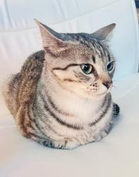 Lost Male Cat last seen Faylin & Childress , Austin, TX 78753