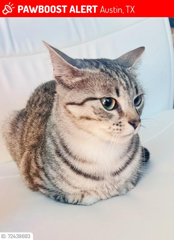 Lost Male Cat last seen Faylin & Childress , Austin, TX 78753