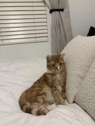 Lost Male Cat last seen 5th ave and union hills, Phoenix, AZ 85053