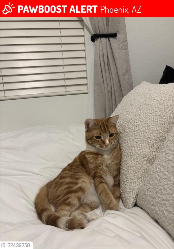 Lost Male Cat last seen 5th ave and union hills, Phoenix, AZ 85053
