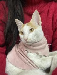 Lost Female Cat last seen Rps Vikaspuri , Delhi, DL 