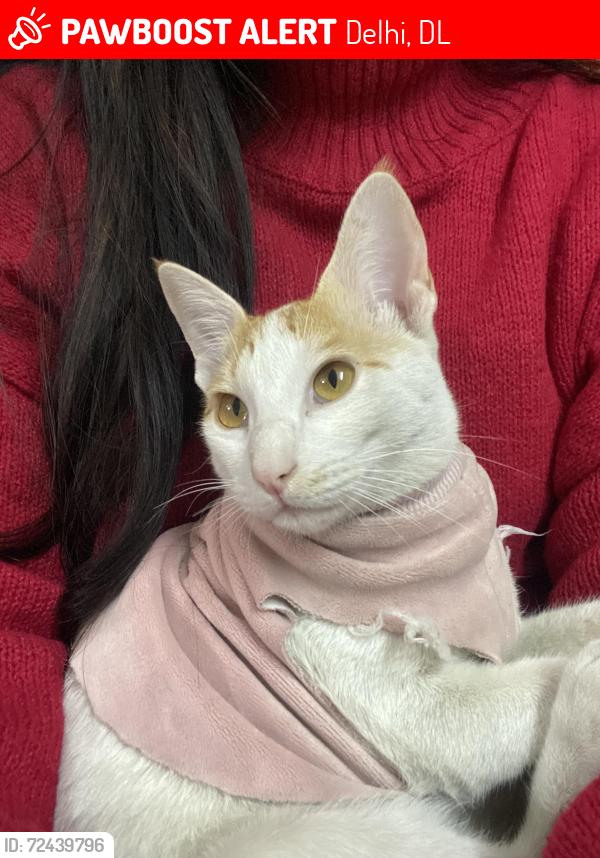 Lost Female Cat last seen Rps Vikaspuri , Delhi, DL 