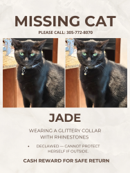 Lost Female Cat last seen 187th st 79th ave, Cutler Bay, FL 33157
