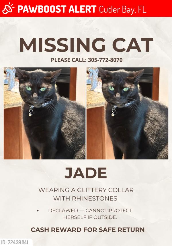 Lost Female Cat last seen 187th st 79th ave, Cutler Bay, FL 33157