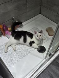 Lost Male Cat last seen Green street, Hyde, England 