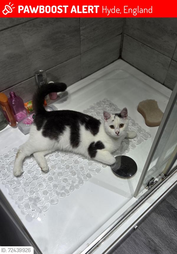 Lost Male Cat last seen Green street, Hyde, England 