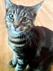 Reunited Female Cat last seen Thurnby, , England LE5