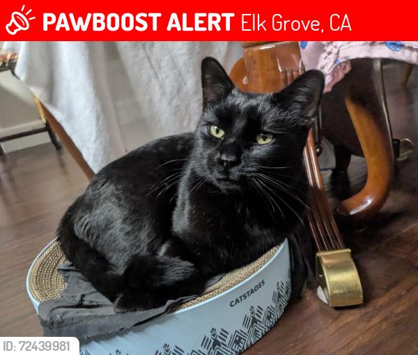 Lost Male Cat last seen Aspen Grove Ln & Country Falls Ln, Elk Grove, CA 95757