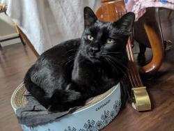 Lost Male Cat last seen Aspen Grove Ln & Country Falls Ln, Elk Grove, CA 95757