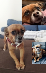 Lost Female Dog last seen Love's Travel Center. Exit 333, Hwy 40, Tucumcari, NM 88401