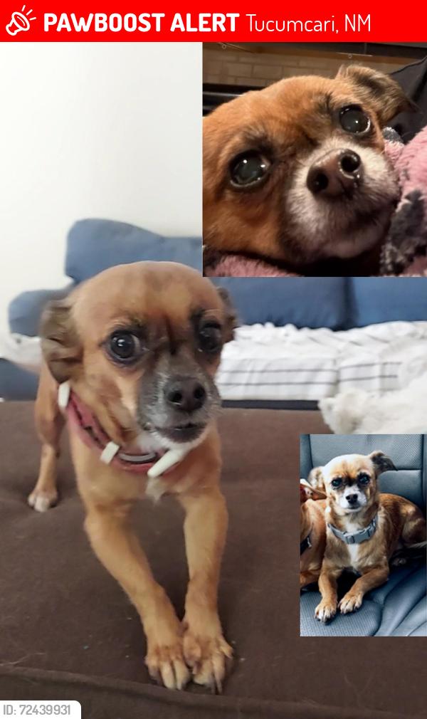 Lost Female Dog last seen Love's Travel Center. Exit 333, Hwy 40, Tucumcari, NM 88401