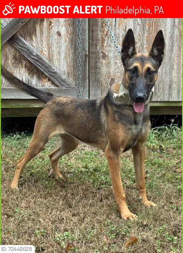 Lost Female Dog last seen Tulip and unruh, Philadelphia, PA 19135
