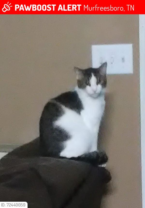 Lost Male Cat last seen Near Nina Marie Ave, Murfreesboro, TN 37129