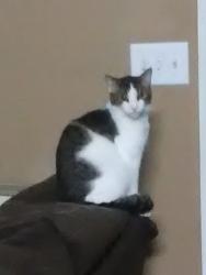 Lost Male Cat last seen Near Nina Marie Ave , Murfreesboro, TN 37129