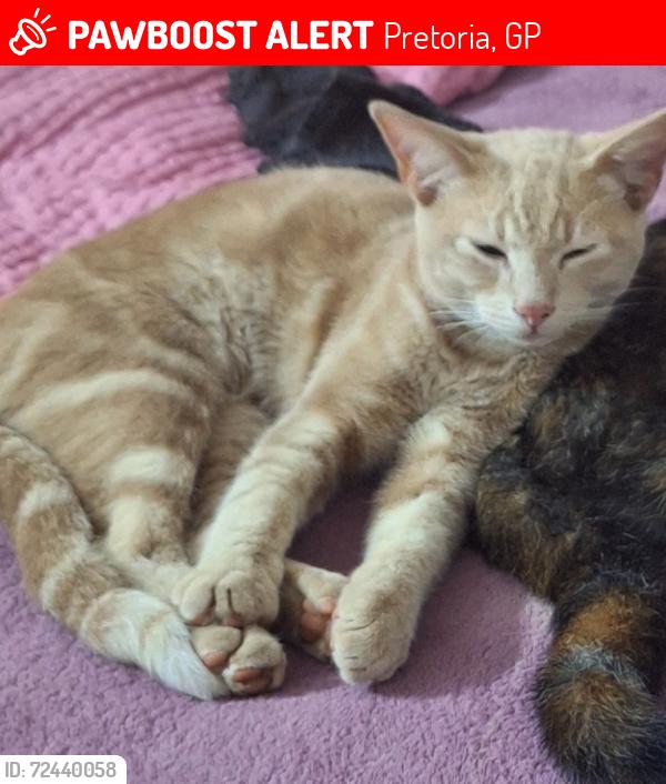 Lost Male Cat last seen Tussen Tulbach en Dorp straat, Pretoria, GP 0019