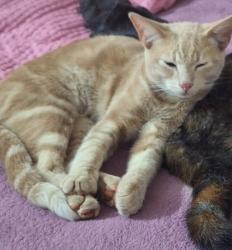 Lost Male Cat last seen Tussen Tulbach en Dorp straat, Pretoria, GP 0019