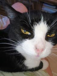 Lost Female Cat last seen Prewett ranch and saddle mountain way, Antioch, CA 94531