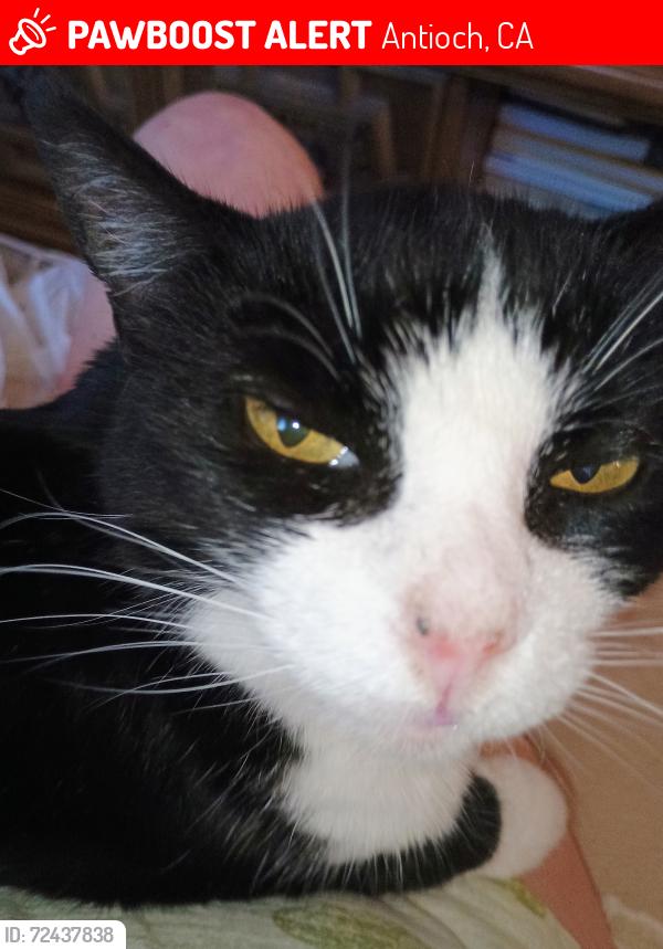 Lost Female Cat last seen Prewett ranch and saddle mountain way, Antioch, CA 94531