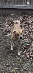 Reunited Male Dog last seen Barton Rd, Hyattsville, MD 20784