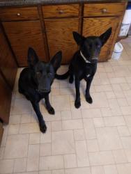 Lost Male Dog last seen Hwy 36 and north price road, Byers, CO 80103