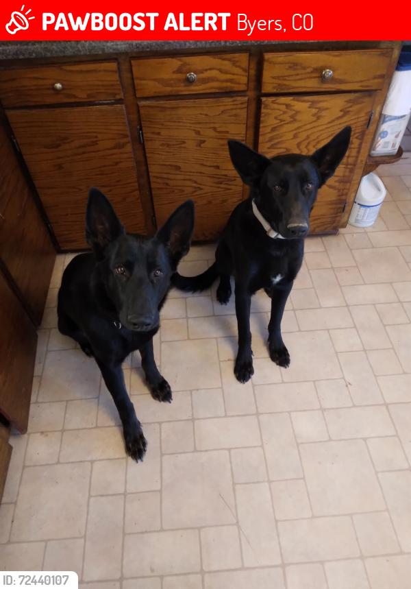 Lost Male Dog last seen Hwy 36 and north price road, Byers, CO 80103