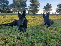 Lost Male Dog last seen Hanks crossing and us hwy 36, Colorado , Adams County, CO 80103