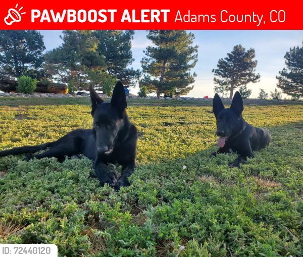 Lost Male Dog last seen Hanks crossing and us hwy 36, Colorado , Adams County, CO 80103