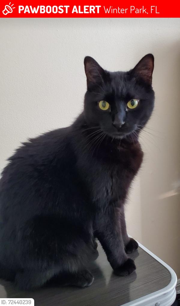 Lost Male Cat last seen University and Aloma by Key Foods, Winter Park, FL 32792