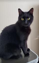 Lost Male Cat last seen University and Aloma by Key Foods, Winter Park, FL 32792