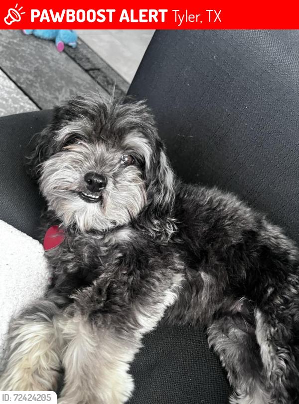 Lost Female Dog last seen County road 490, Tyler, TX 75706