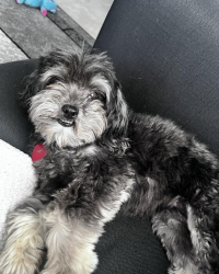 Lost Female Dog last seen County road 490, Tyler, TX 75706