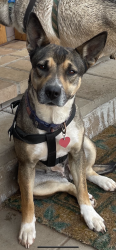 Lost Female Dog last seen Last seen near Jane long elementary, Midland, TX 79703
