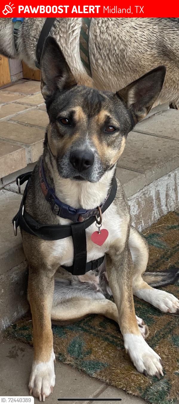 Lost Female Dog last seen Last seen near Jane long elementary, Midland, TX 79703