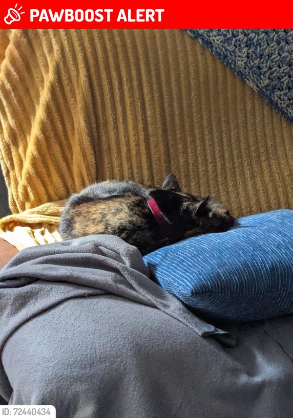Lost Female Cat last seen Page Road car park, South Gloucestershire, England BS16