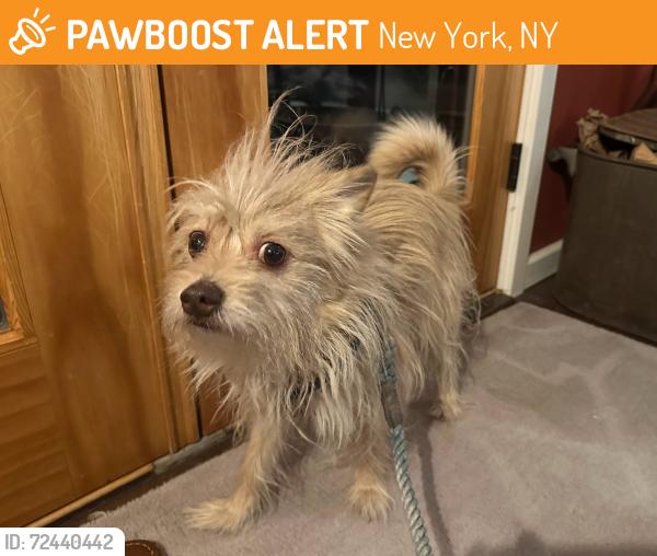Found/Stray Female Dog last seen E Bleecker St & FDR Drive, New York, NY 10009