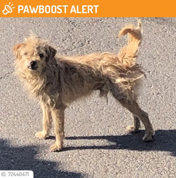 Surrendered Male Dog last seen Real del Monte, Santiago de Querétaro, Qro. 76140