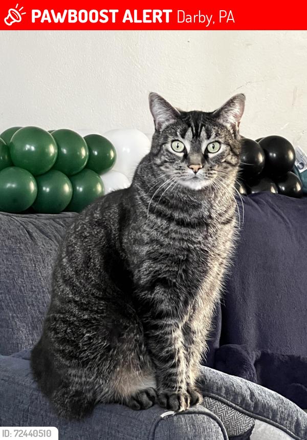 Lost Male Cat last seen Main Street , Darby, PA 19023